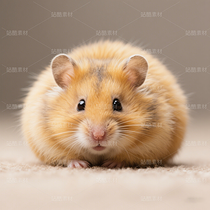 高清寵物倉(cāng)鼠頭像（導(dǎo)航-9863260） - 未分類 - 站酷設(shè)計(jì)師JourneyShan原創(chuàng)素材 - 站酷ZCOOL