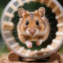 高清寵物倉(cāng)鼠頭像（導(dǎo)航-9863266） - 未分類 - 站酷設(shè)計(jì)師JourneyShan原創(chuàng)素材 - 站酷ZCOOL