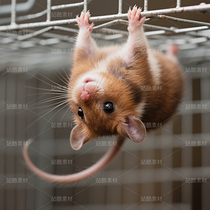 高清寵物倉鼠頭像（導(dǎo)航-9863269） - 未分類 - 站酷設(shè)計師JourneyShan原創(chuàng)素材 - 站酷ZCOOL