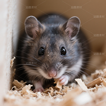 高清寵物倉鼠頭像（導(dǎo)航-9863270） - 未分類 - 站酷設(shè)計師JourneyShan原創(chuàng)素材 - 站酷ZCOOL