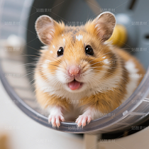 高清寵物倉鼠頭像（導(dǎo)航-9863272） - 未分類 - 站酷設(shè)計師JourneyShan原創(chuàng)素材 - 站酷ZCOOL