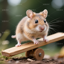 高清寵物倉鼠頭像（導(dǎo)航-9863274） - 未分類 - 站酷設(shè)計師JourneyShan原創(chuàng)素材 - 站酷ZCOOL