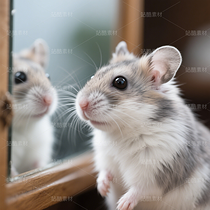 高清寵物倉鼠頭像（導(dǎo)航-9863275） - 未分類 - 站酷設(shè)計師JourneyShan原創(chuàng)素材 - 站酷ZCOOL