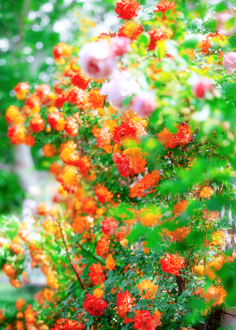 莫奈花园