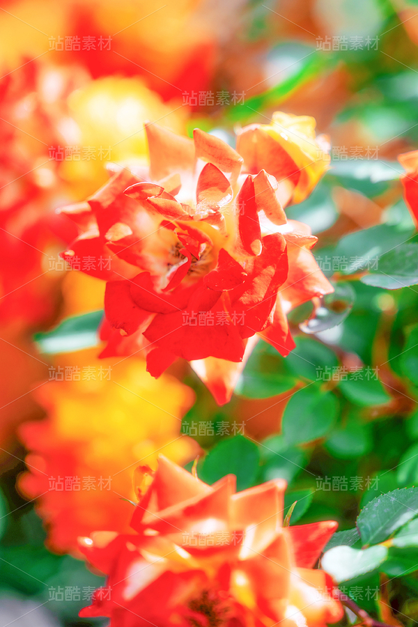 莫奈花园（主预览-9978608） - 未分类 - 站酷设计师click07原创素材 - 站酷ZCOOL