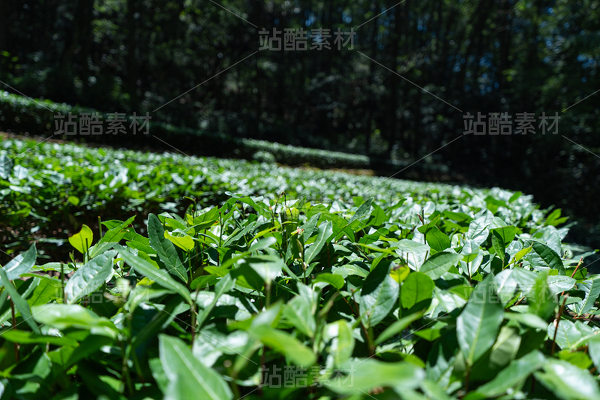 茶园（主预览-10091020） - 未分类 - 站酷设计师摄影师古舟原创素材 - 站酷ZCOOL