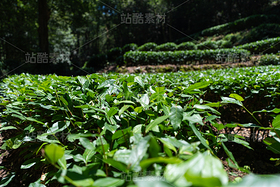 茶园（导航-10091019） - 未分类 - 站酷设计师摄影师古舟原创素材 - 站酷ZCOOL