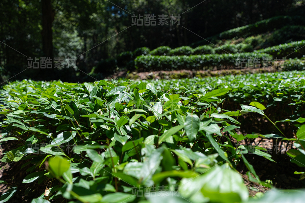 茶园（主预览-10091019） - 未分类 - 站酷设计师摄影师古舟原创素材 - 站酷ZCOOL