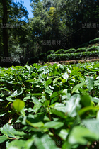 茶园（导航-10091017） - 未分类 - 站酷设计师摄影师古舟原创素材 - 站酷ZCOOL