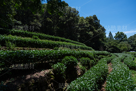 茶园（导航-10091016） - 未分类 - 站酷设计师摄影师古舟原创素材 - 站酷ZCOOL