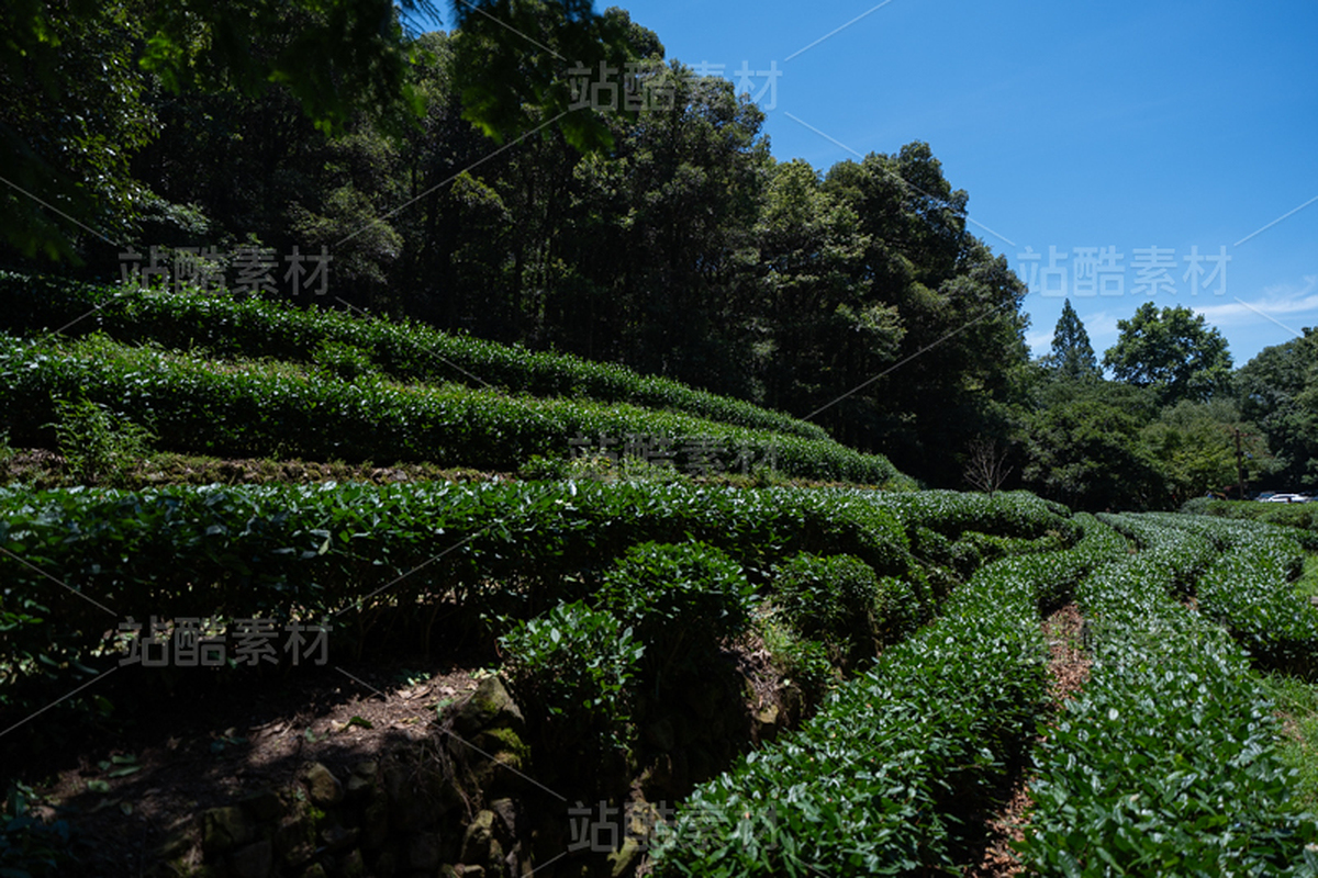 茶园（主预览-10091016） - 未分类 - 站酷设计师摄影师古舟原创素材 - 站酷ZCOOL