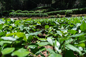 茶园（导航-10091018） - 未分类 - 站酷设计师摄影师古舟原创素材 - 站酷ZCOOL