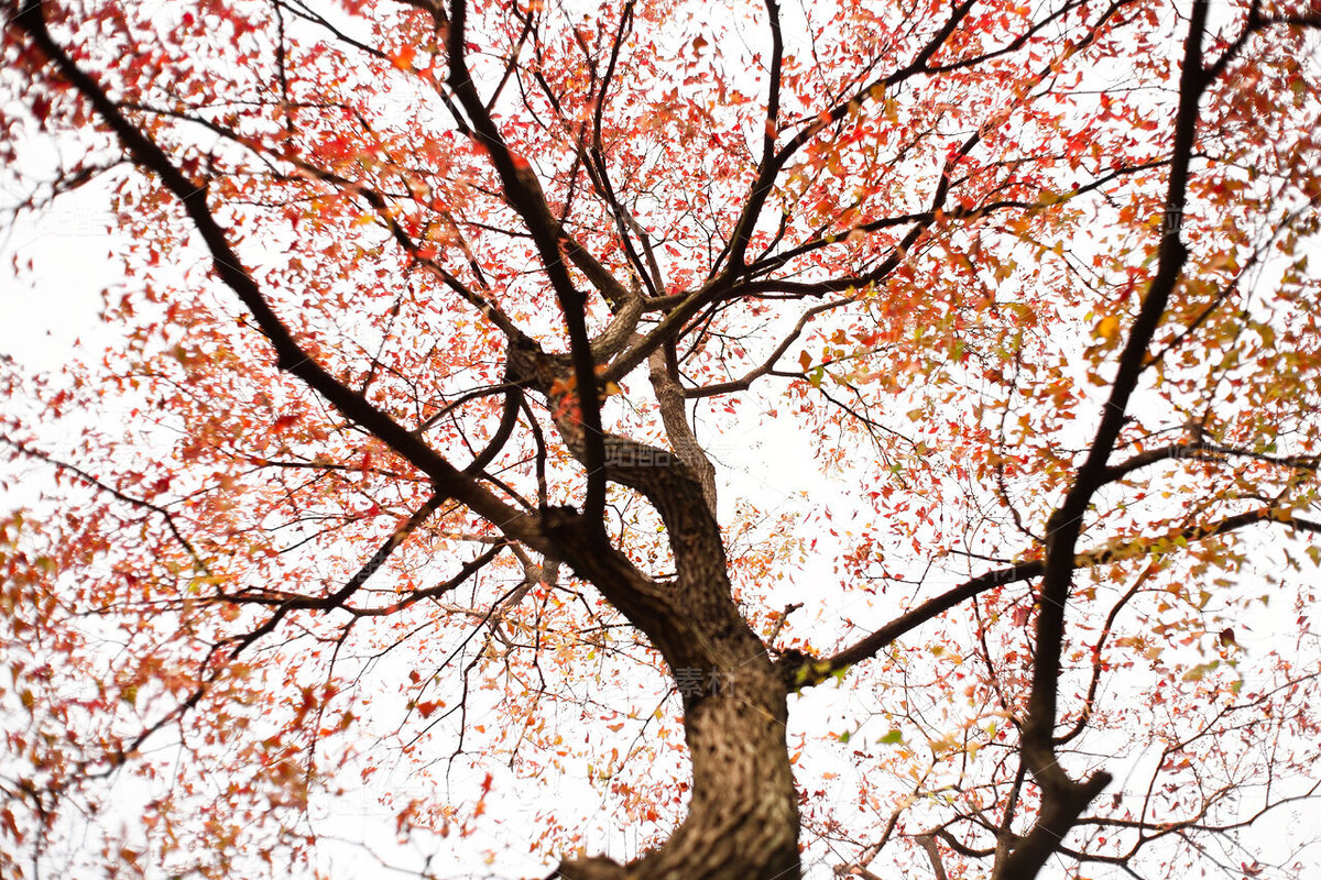 秋天仰视大树（主预览-11432089） - 未分类 - 站酷设计师玲泉清梦原创素材 - 站酷ZCOOL