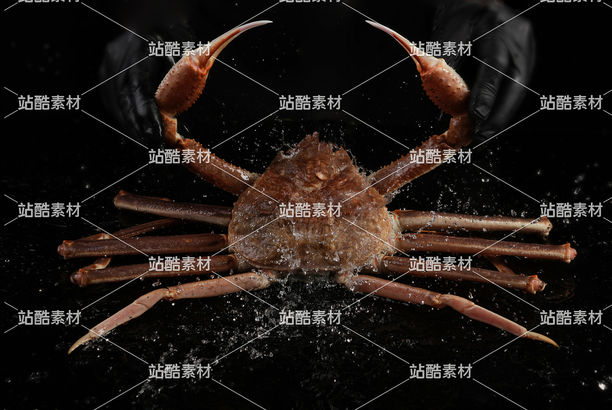 松叶蟹（主预览-11645585） - 未分类 - 站酷设计师兔先生丿LJC原创素材 - 站酷ZCOOL