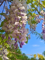 校園紫藤蘿（導(dǎo)航-12167790） - 未分類 - 站酷設(shè)計(jì)師繪光攝影原創(chuàng)素材 - 站酷ZCOOL