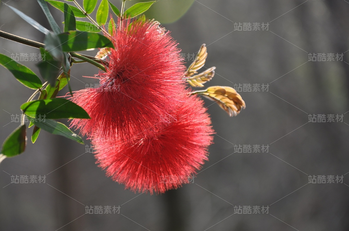 朱櫻花紅合歡毛絨球（主預(yù)覽-12249712） - 未分類(lèi) - 站酷設(shè)計(jì)師度點(diǎn)原創(chuàng)素材 - 站酷ZCOOL
