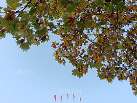 秋天的楓葉/飄飄欲仙（導(dǎo)航-12339131） - 未分類 - 站酷設(shè)計(jì)師紫葉酢漿草原創(chuàng)素材 - 站酷ZCOOL