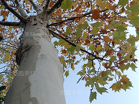 秋天的楓葉/飄飄欲仙（導(dǎo)航-12339133） - 未分類 - 站酷設(shè)計(jì)師紫葉酢漿草原創(chuàng)素材 - 站酷ZCOOL