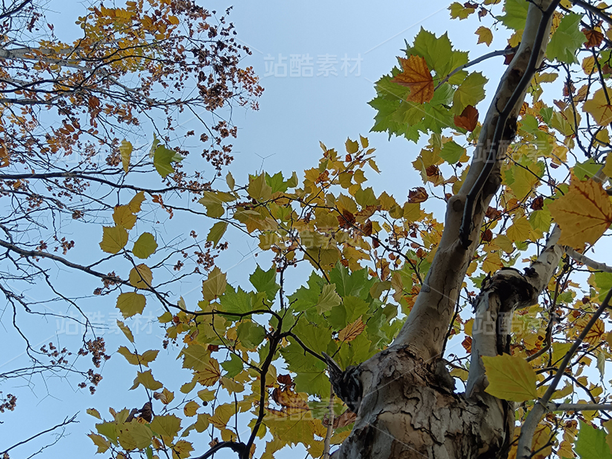 秋天的楓葉/飄飄欲仙（主預(yù)覽-12339134） - 未分類 - 站酷設(shè)計(jì)師紫葉酢漿草原創(chuàng)素材 - 站酷ZCOOL