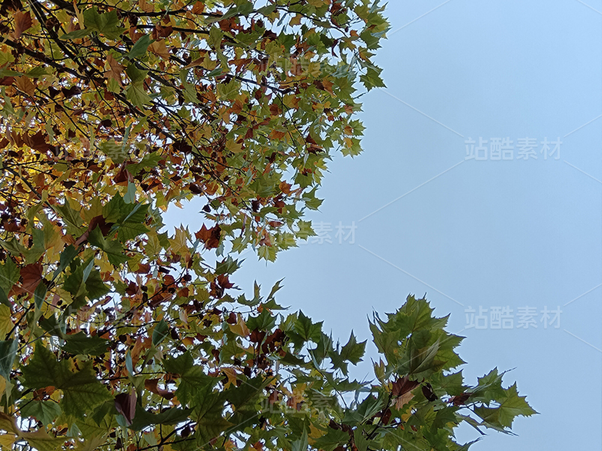 秋天的楓葉/飄飄欲仙（主預(yù)覽-12339136） - 未分類 - 站酷設(shè)計(jì)師紫葉酢漿草原創(chuàng)素材 - 站酷ZCOOL