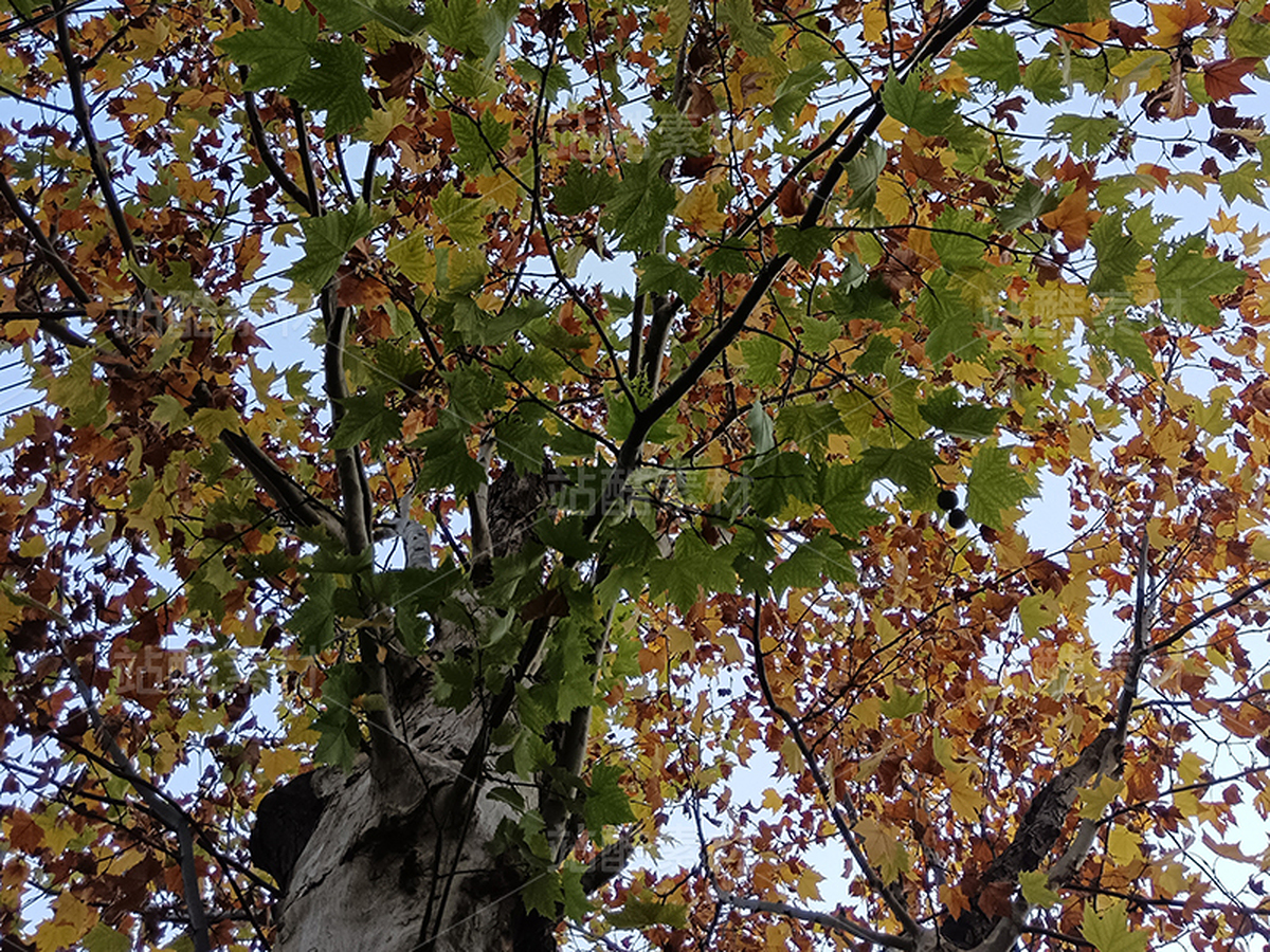 秋天的楓葉/飄飄欲仙（主預(yù)覽-12339137） - 未分類 - 站酷設(shè)計(jì)師紫葉酢漿草原創(chuàng)素材 - 站酷ZCOOL