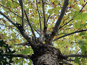 秋天的楓葉/飄飄欲仙（導(dǎo)航-12339140） - 未分類 - 站酷設(shè)計(jì)師紫葉酢漿草原創(chuàng)素材 - 站酷ZCOOL