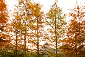 金色落羽杉（導(dǎo)航-12670073） - 未分類(lèi) - 站酷設(shè)計(jì)師LeIKaIFenG雷凱楓原創(chuàng)素材 - 站酷ZCOOL