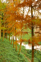 金色落羽杉（導(dǎo)航-12670077） - 未分類(lèi) - 站酷設(shè)計(jì)師LeIKaIFenG雷凱楓原創(chuàng)素材 - 站酷ZCOOL