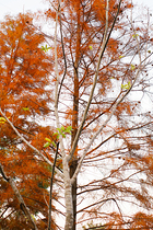 金色落羽杉（導(dǎo)航-12670068） - 未分類(lèi) - 站酷設(shè)計(jì)師LeIKaIFenG雷凱楓原創(chuàng)素材 - 站酷ZCOOL