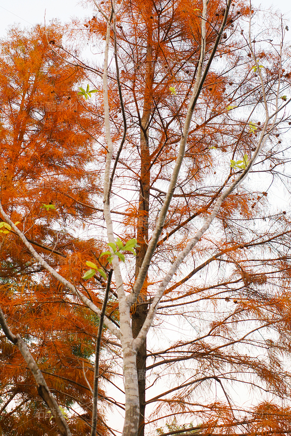 金色落羽杉（主預(yù)覽-12670068） - 未分類(lèi) - 站酷設(shè)計(jì)師LeIKaIFenG雷凱楓原創(chuàng)素材 - 站酷ZCOOL