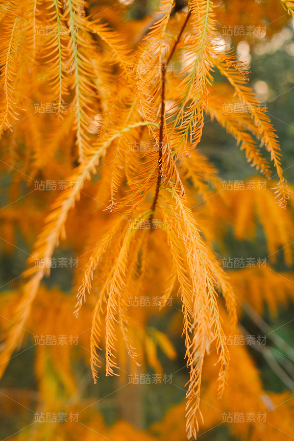 金色落羽杉（主預(yù)覽-12670071） - 未分類(lèi) - 站酷設(shè)計(jì)師LeIKaIFenG雷凱楓原創(chuàng)素材 - 站酷ZCOOL