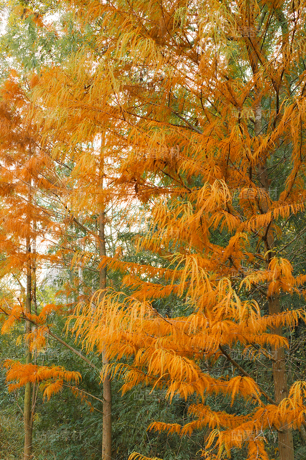 金色落羽杉（主預(yù)覽-12670069） - 未分類(lèi) - 站酷設(shè)計(jì)師LeIKaIFenG雷凱楓原創(chuàng)素材 - 站酷ZCOOL