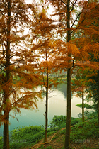 金色落羽杉（導(dǎo)航-12670076） - 未分類(lèi) - 站酷設(shè)計(jì)師LeIKaIFenG雷凱楓原創(chuàng)素材 - 站酷ZCOOL