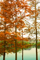 金色落羽杉（導(dǎo)航-12670074） - 未分類(lèi) - 站酷設(shè)計(jì)師LeIKaIFenG雷凱楓原創(chuàng)素材 - 站酷ZCOOL