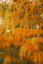 金色落羽杉（導(dǎo)航-12670070） - 未分類(lèi) - 站酷設(shè)計(jì)師LeIKaIFenG雷凱楓原創(chuàng)素材 - 站酷ZCOOL