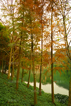 金色落羽杉（導(dǎo)航-12670075） - 未分類(lèi) - 站酷設(shè)計(jì)師LeIKaIFenG雷凱楓原創(chuàng)素材 - 站酷ZCOOL