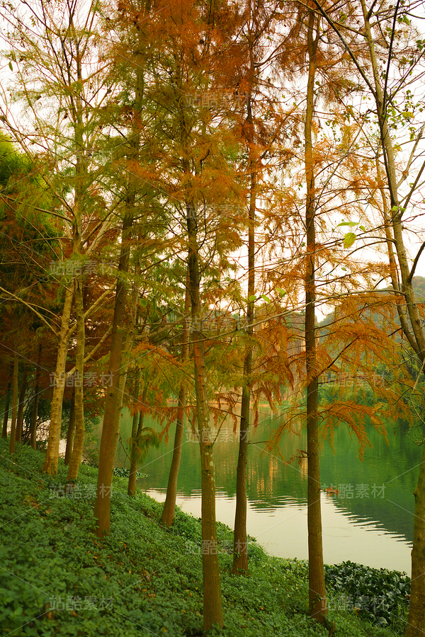 金色落羽杉（主預(yù)覽-12670075） - 未分類(lèi) - 站酷設(shè)計(jì)師LeIKaIFenG雷凱楓原創(chuàng)素材 - 站酷ZCOOL