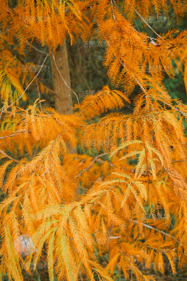 金色落羽杉（主預(yù)覽-12670072） - 未分類(lèi) - 站酷設(shè)計(jì)師LeIKaIFenG雷凱楓原創(chuàng)素材 - 站酷ZCOOL