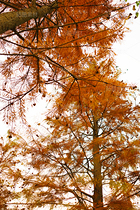 金色落羽杉（導(dǎo)航-12670078） - 未分類(lèi) - 站酷設(shè)計(jì)師LeIKaIFenG雷凱楓原創(chuàng)素材 - 站酷ZCOOL