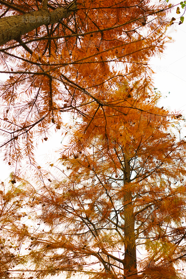 金色落羽杉（主預(yù)覽-12670078） - 未分類(lèi) - 站酷設(shè)計(jì)師LeIKaIFenG雷凱楓原創(chuàng)素材 - 站酷ZCOOL