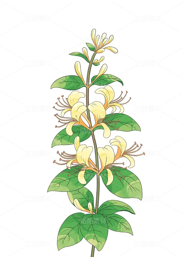 金銀花（主預(yù)覽-12717594） - 未分類 - 站酷設(shè)計(jì)師怦然欣動(dòng)原創(chuàng)素材 - 站酷ZCOOL