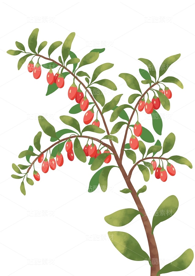枸杞（主预览-12729249） - 未分类 - 站酷设计师怦然欣动原创素材 - 站酷ZCOOL