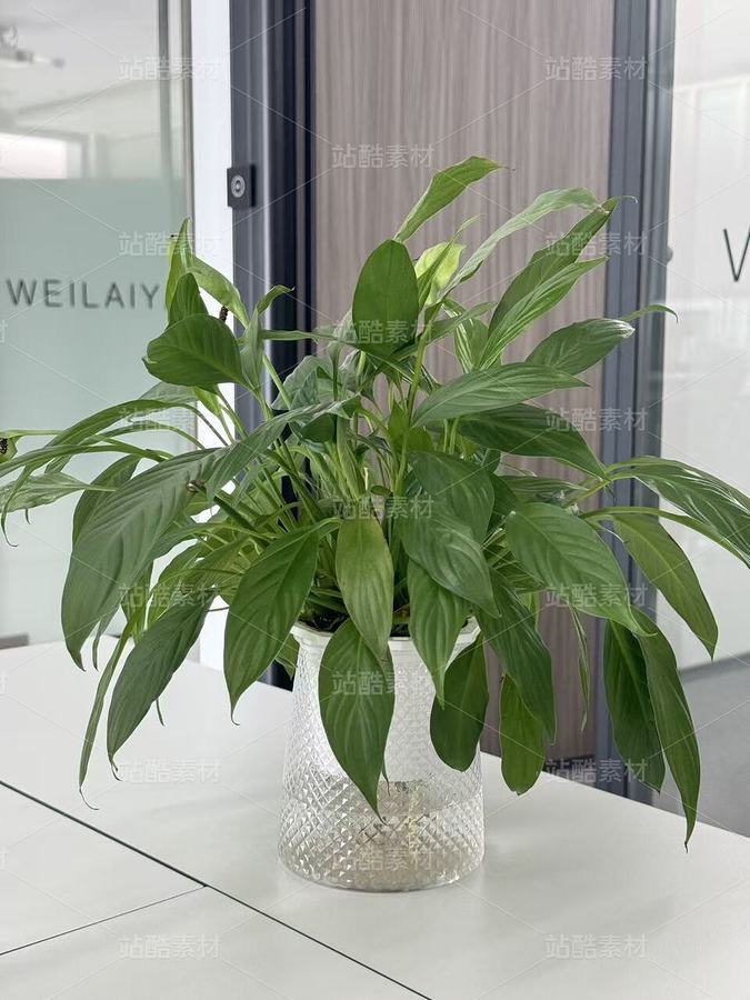 辦公室平平無(wú)起的綠植，像我一樣（主預(yù)覽-12801488） - 未分類(lèi) - 站酷設(shè)計(jì)師周江名原創(chuàng)素材 - 站酷ZCOOL