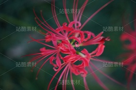 石蒜（導(dǎo)航-12846844） - 未分類 - 站酷設(shè)計(jì)師黃庭HT原創(chuàng)素材 - 站酷ZCOOL