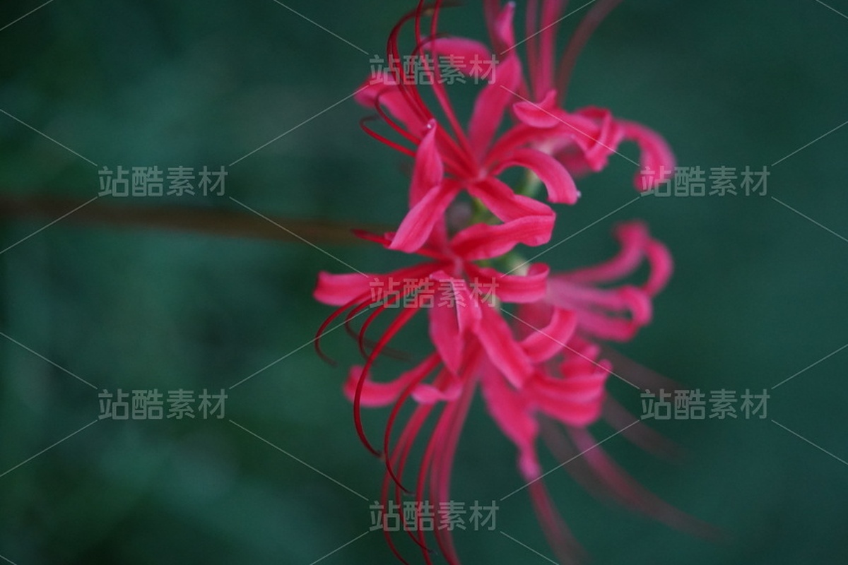 石蒜（主預(yù)覽-12846852） - 未分類 - 站酷設(shè)計(jì)師黃庭HT原創(chuàng)素材 - 站酷ZCOOL