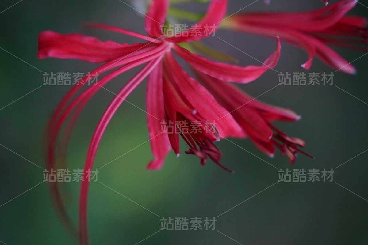 石蒜（主預(yù)覽-12846848） - 未分類 - 站酷設(shè)計(jì)師黃庭HT原創(chuàng)素材 - 站酷ZCOOL