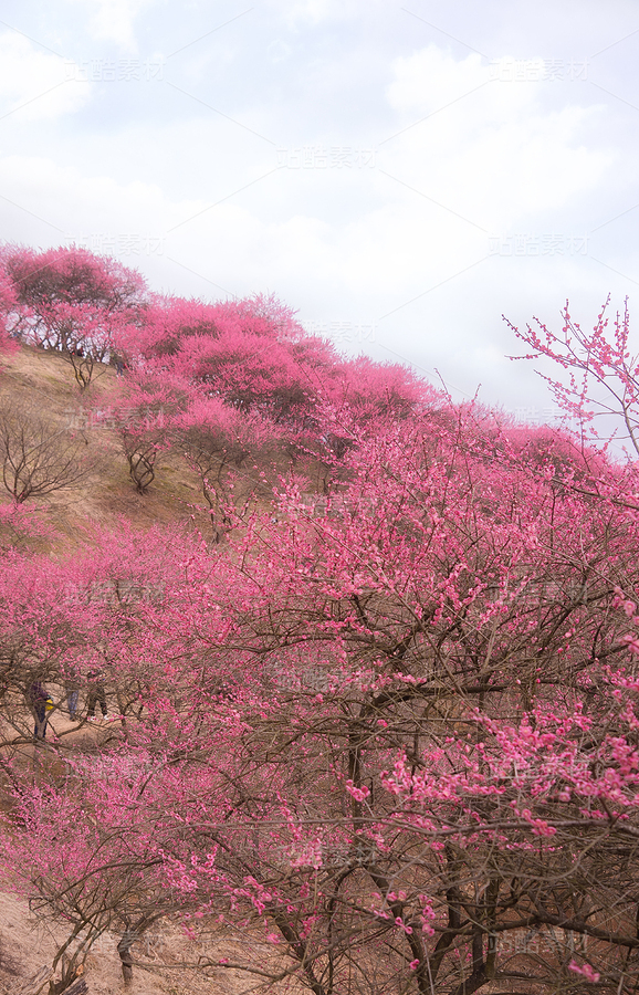 早春时节游人在山间梅林间徒步赏景漫山粉梅春日山野（主预览-13086549） - 未分类 - 站酷设计师乘隍原创素材 - 站酷ZCOOL