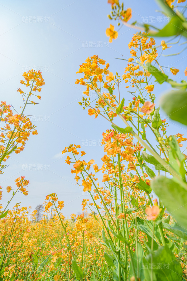 金黃油菜花海全景鄉(xiāng)村文旅宣傳背景圖（主預覽-13087335） - 未分類 - 站酷設計師乘隍原創(chuàng)素材 - 站酷ZCOOL