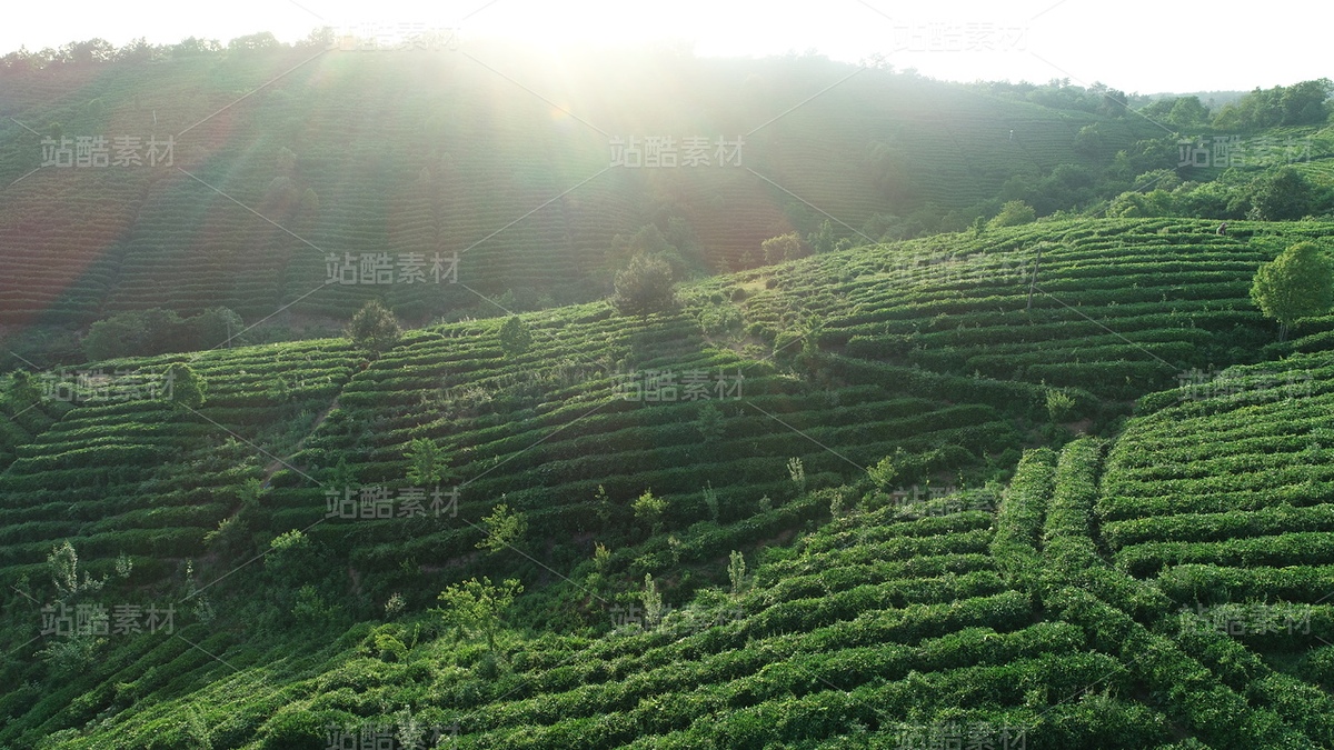 茶园（主预览-13088190） - 未分类 - 站酷设计师行摄路上2024原创素材 - 站酷ZCOOL