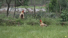 鸡（导航-13088213） - 未分类 - 站酷设计师行摄路上2024原创素材 - 站酷ZCOOL